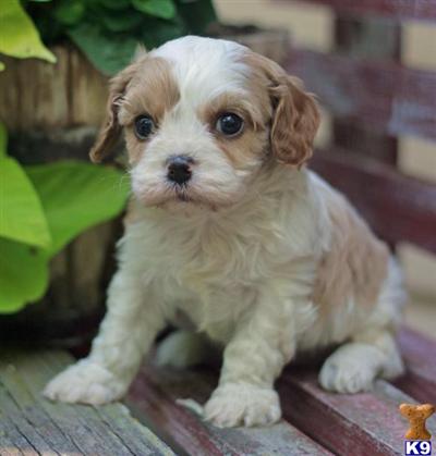 Cairn Terrier Puppies for Sale