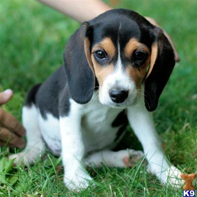 Beagle Puppies in PA