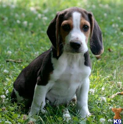 Beagle Puppies in PA