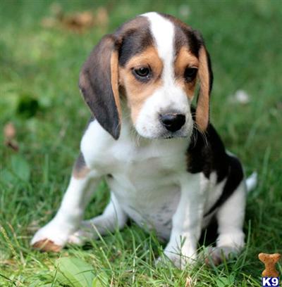 Beagle Puppies in PA
