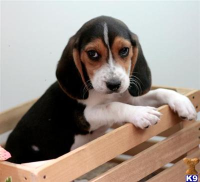 Beagle Puppies in PA