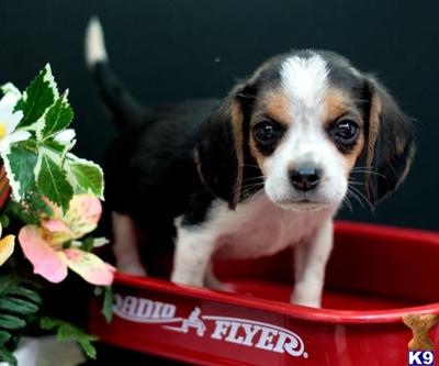 Beagle Puppies in PA