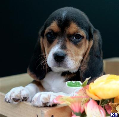 Beagle Puppies in PA