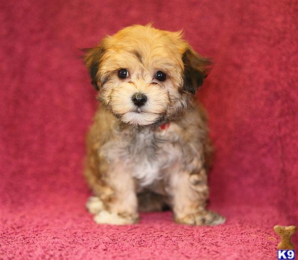 havanese puppies pennsylvania document moved havanese puppies pennsylvania document moved