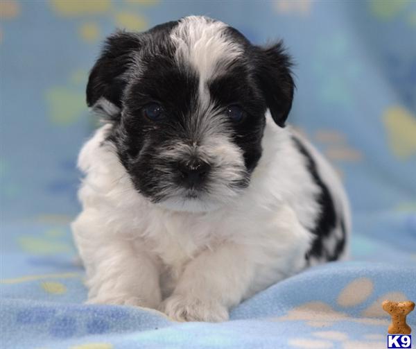 havanese puppies pennsylvania document moved havanese puppies pennsylvania document moved
