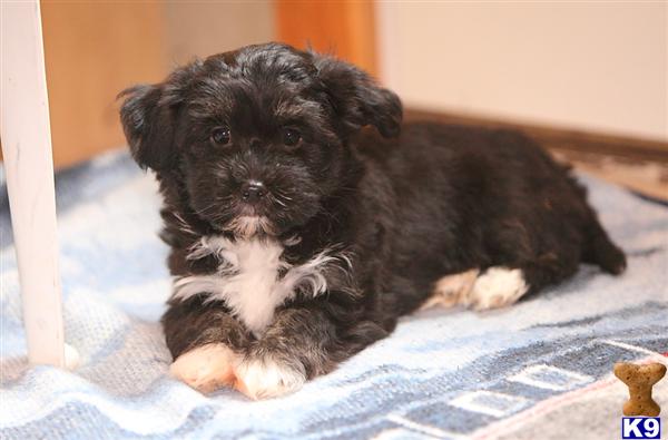 havanese puppies pennsylvania document moved havanese puppies pennsylvania document moved