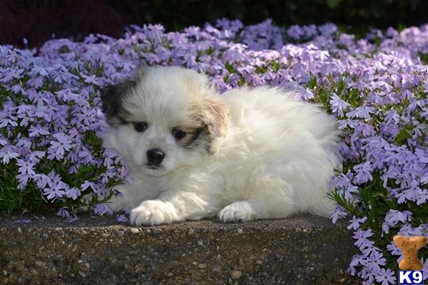 havanese pennsylvania document moved havanese pennsylvania document moved
