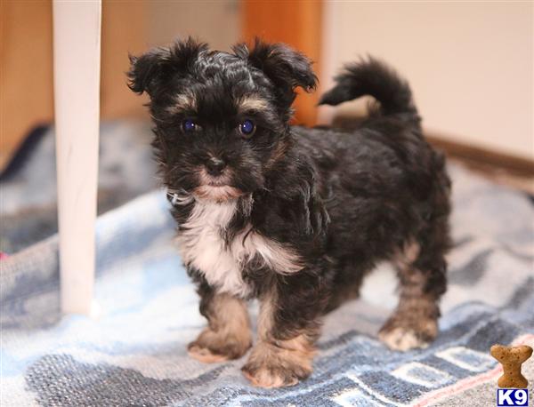 havanese puppies pennsylvania document moved havanese puppies pennsylvania document moved