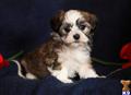 Havanese