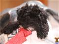 Havanese