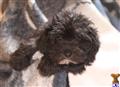 Havanese