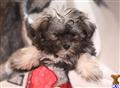 Havanese