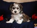 Havanese