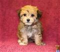 Havanese