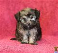 Havanese