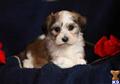 Havanese