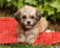 Havanese