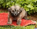 Havanese