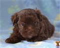 Havanese