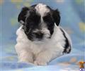 Havanese