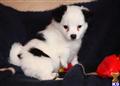 Havanese