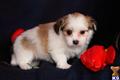 Havanese