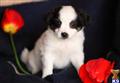 Havanese