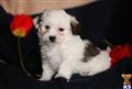 Havanese