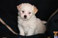 Havanese