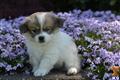 Havanese