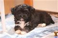 Havanese