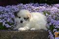 Havanese