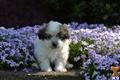 Havanese