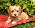 Havanese