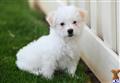 Havanese