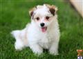 Havanese