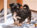 Havanese