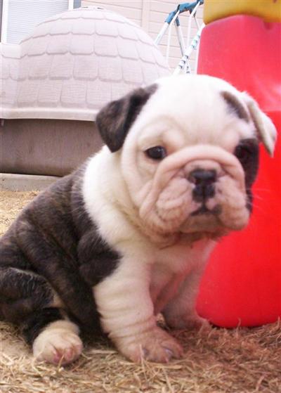 Puppies in ID