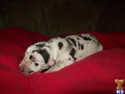 Puppies in GA