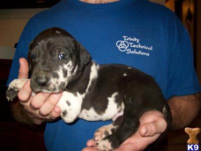 Puppies in GA