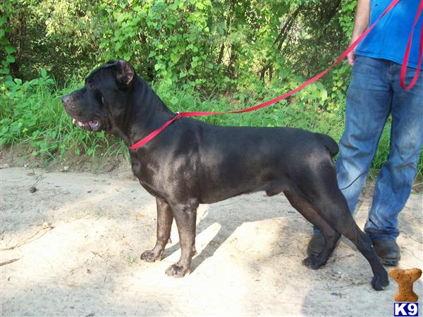 Dogs - Cane Corso