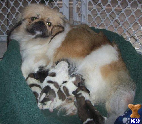 Pekingese Puppies