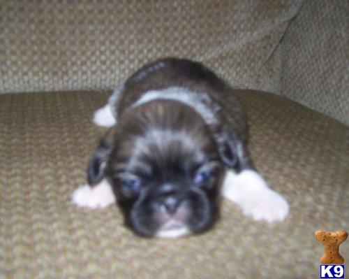 Pekingese Puppies