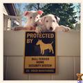 Bull Terrier