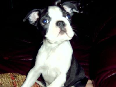 Boston Terrier Puppies in TX