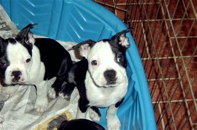 Boston Terrier Puppies in TX