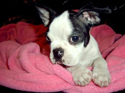 Boston Terrier Puppies in TX