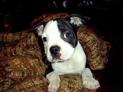 Boston Terrier Puppies in TX