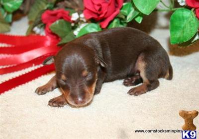 Miniature Pinscher Puppies for Sale