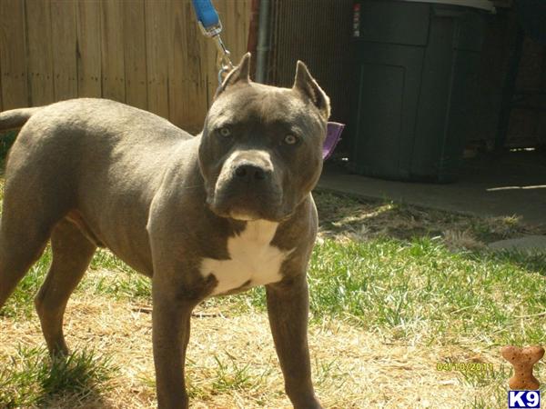 Dogs - American Pit Bull